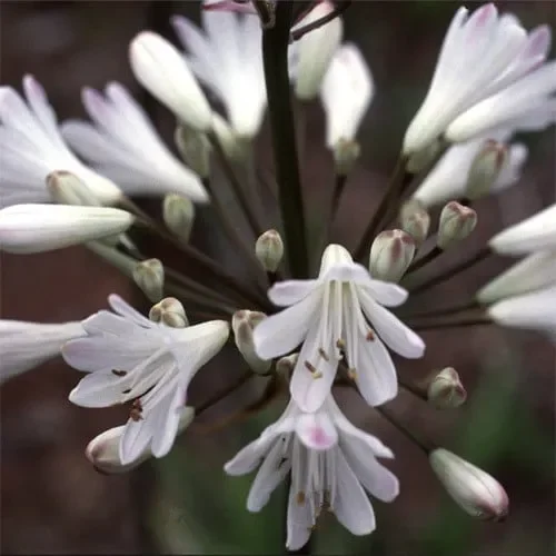 Agapanthus Africanus ‚Snowball‘