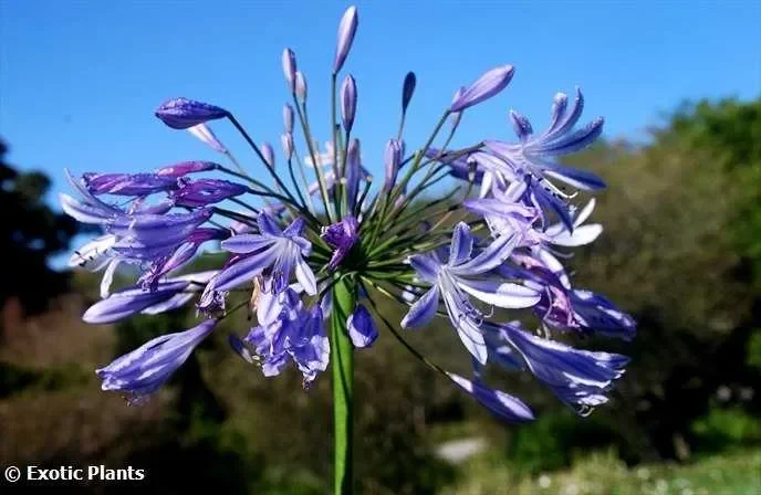 Agapanthus africanus