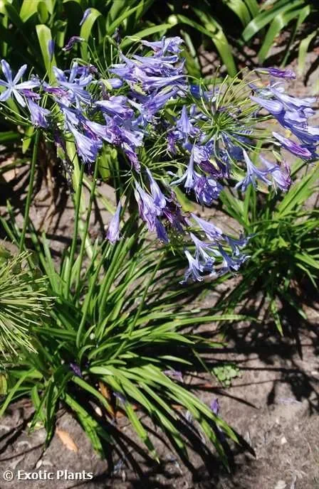 Agapanthus praecox