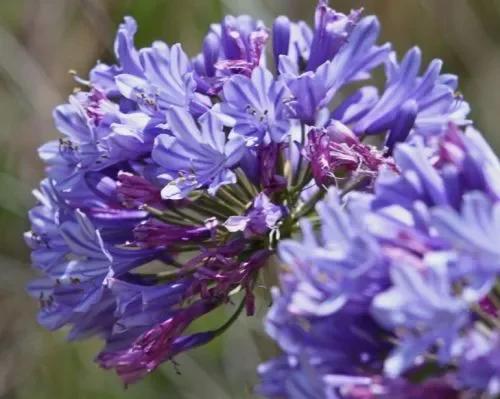 Agapanthus praecox ssp orientalis dwarf blue