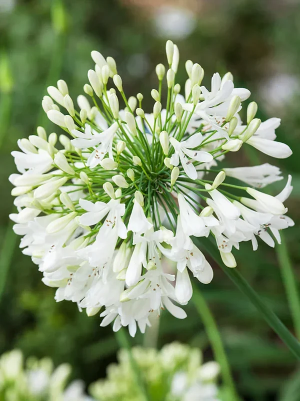 Agapanthus (Schmucklilie) Weiß