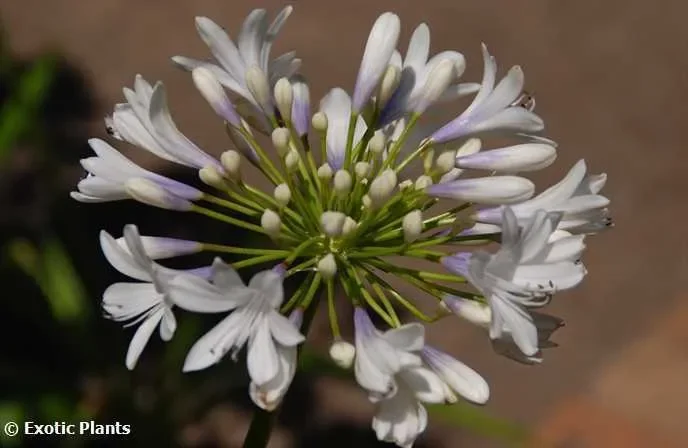 Agapanthus Selma Bock