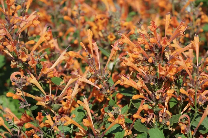 Agastache ‚Kudos Mandarin‘ (Duftnessel)