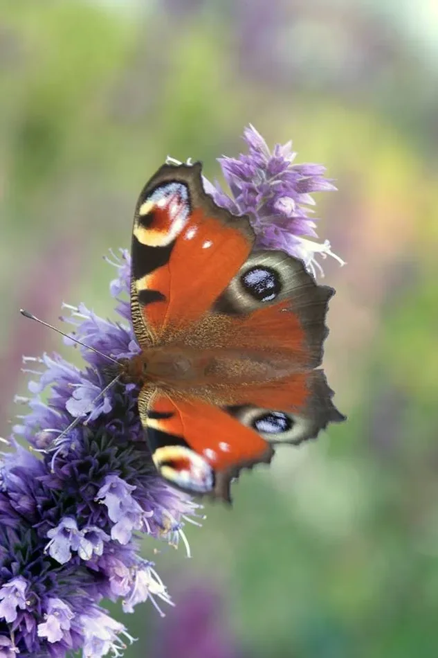 Agastache, Aniskraut, Agastache anisatus