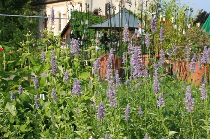 Agastache foeniculum (Anis-Duftnessel)