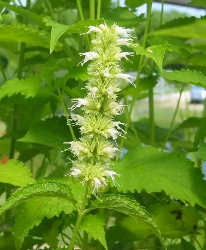 Agastache, weiß (Bio-Saatgut), Agastache anisatus var. alba