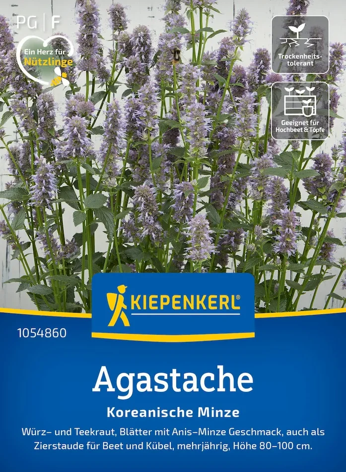 Agastachesamen Koreanische Minze