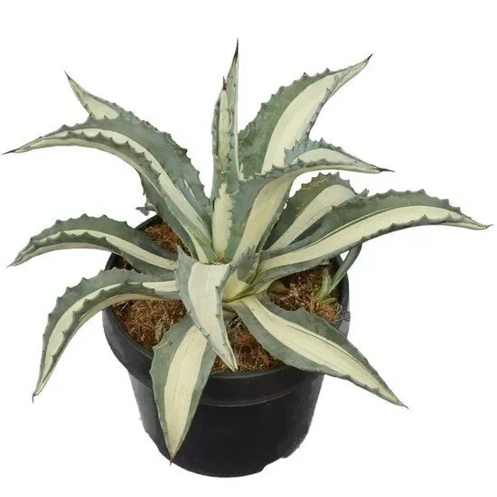 Agave americana Mediopicta – Jahrhundertpflanze