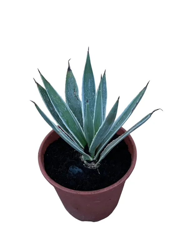 Agave angustifolia – Schmalblättrige Agave