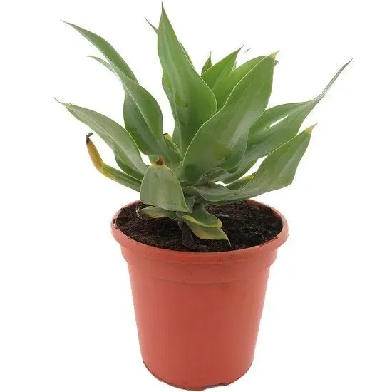 Agave attenuata – Drachenbaum Agave