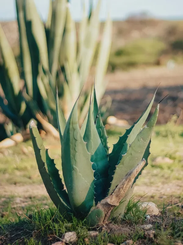 Agave parryi var. ‚Neomexicana‘ – Neumexikanische Agave