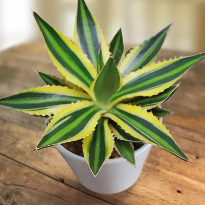 Agave