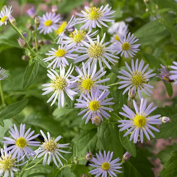 Ageratum-ähnliche Aster ‚Asran‘