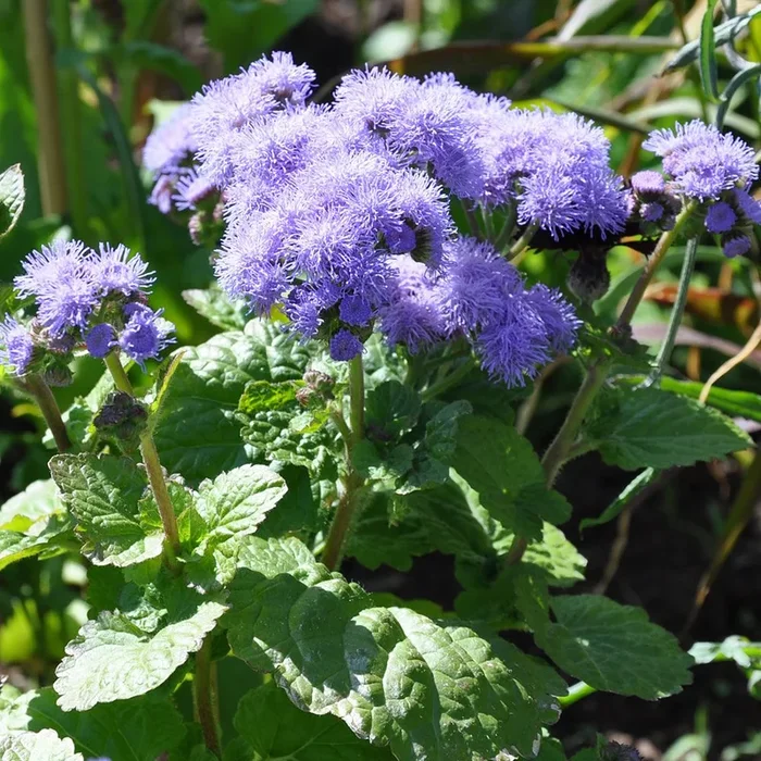 Ageratum houstonianum
