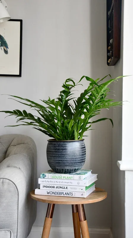 Aglaomorpha Coronans ‚Snake Leaf Fern’ & Tembesi Pot