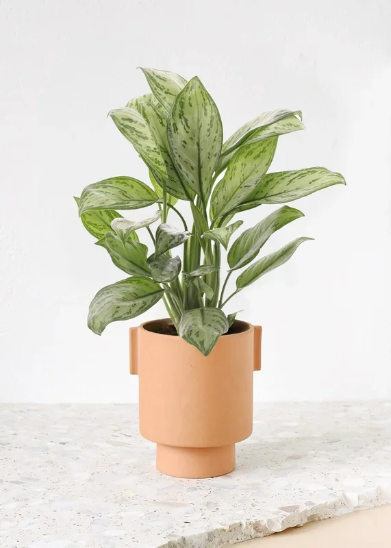 Aglaonema ‚Christina‘ Medium – low light beauty