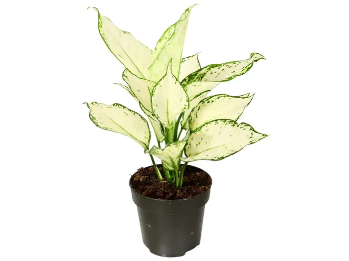 Aglaonema commutatum ‚White Joy‘