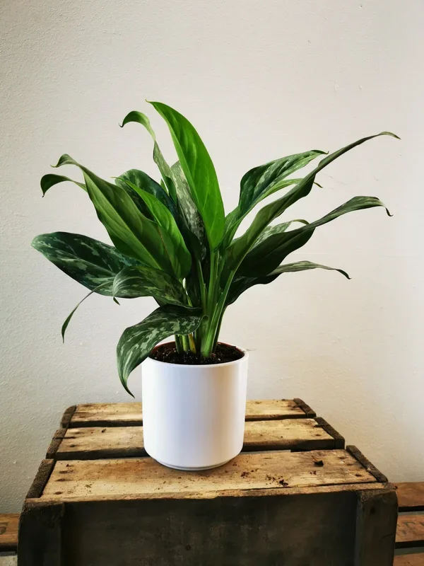 Aglaonema Green Lady