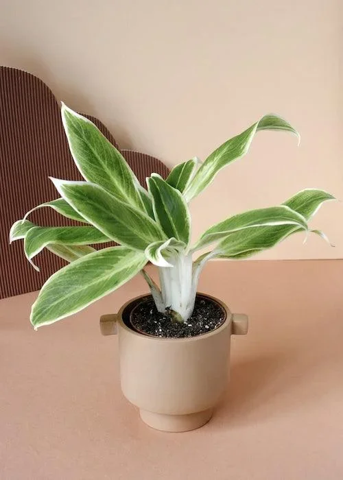 Aglaonema Lipstick Green Small