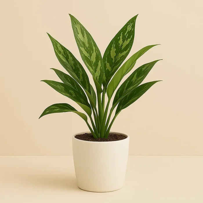 Aglaonema Maria – 50cm