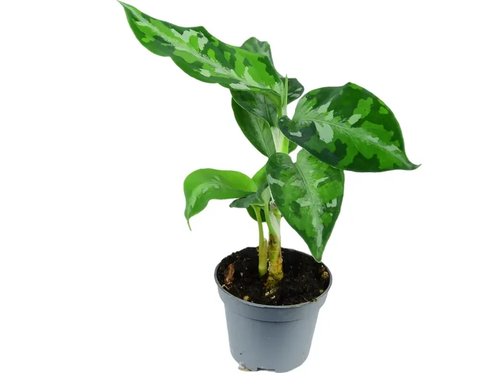 Aglaonema pictum ‚Tricolor‘ (11cm Topf)