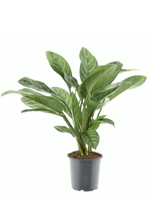 Aglaonema Stripes