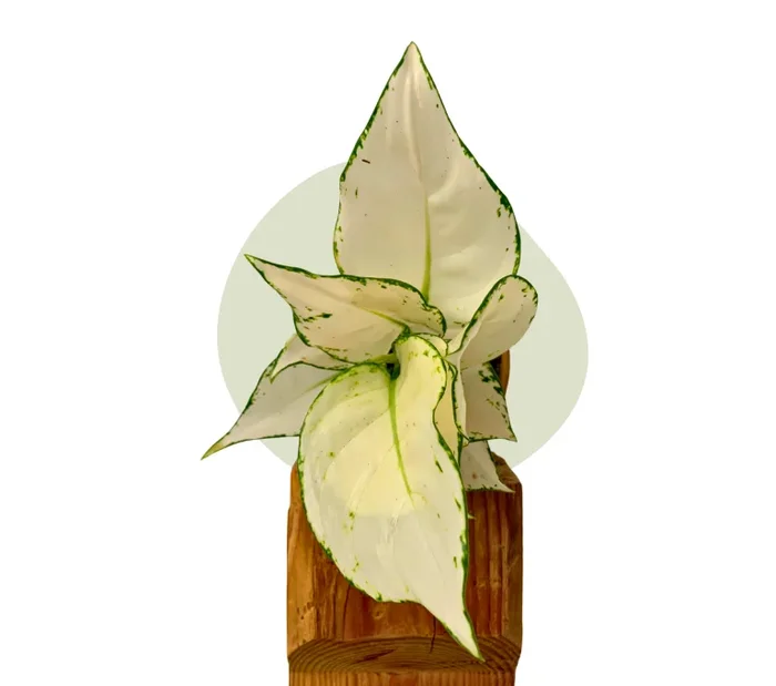 Aglaonema White Joy – elegant unkompliziert