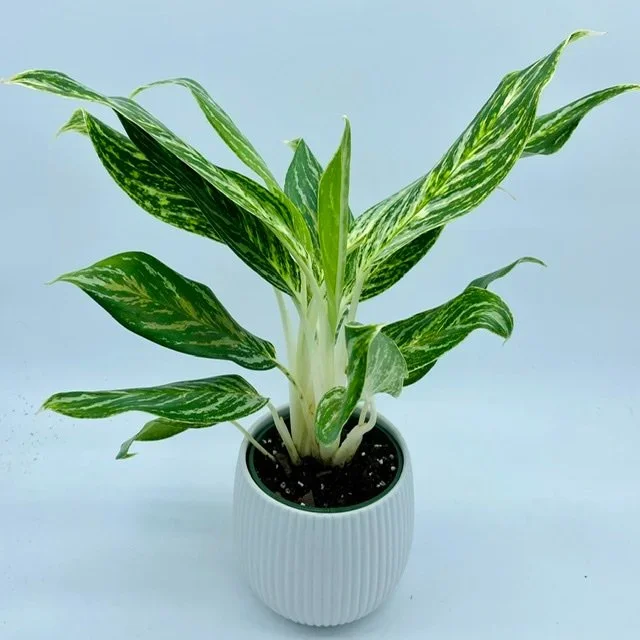 Aglaonema White Lightning