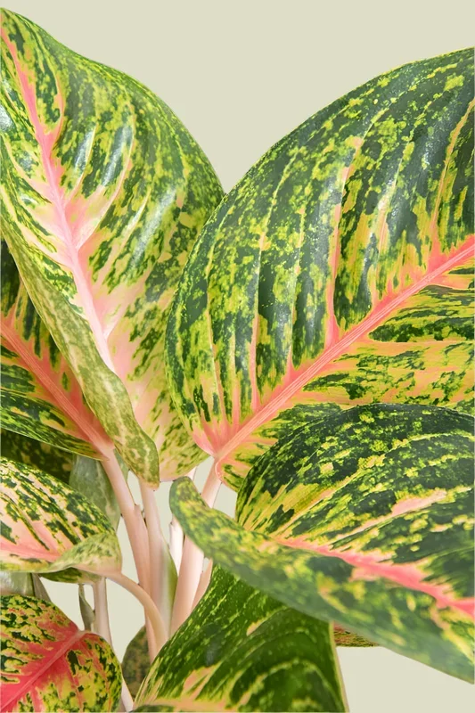 Agloanema ‚Spring Red‘ XL