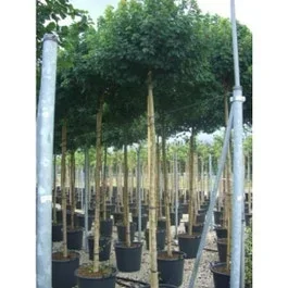 Ahorn (Acer campestre ‚Elsrijk‘)