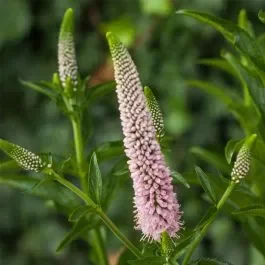 Ähren-Ehrenpreis (Veronica spicata) First Choice