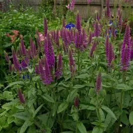 Ähren-Ehrenpreis (Veronica spicata) First Match