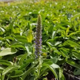 Ähriger Ehrenpreis (Veronica spicata nana) Blauteppich