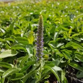 Ähriger Ehrenpreis (Veronica spicata nana) Blauteppich