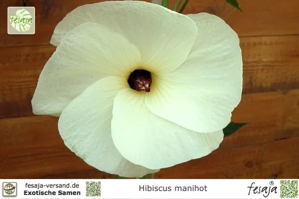 Aibika, Maniok-Bisameibisch, Hibiscus manihot