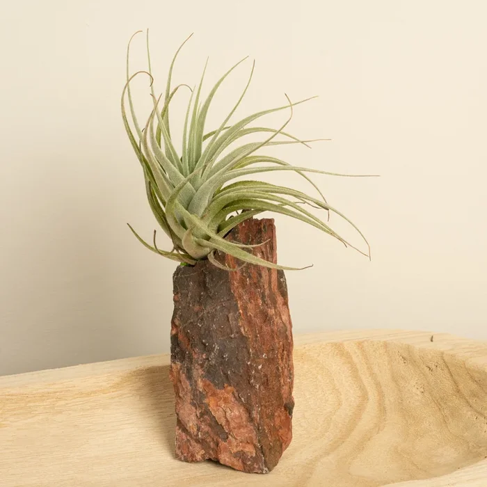 Air Plant | Flexuosa