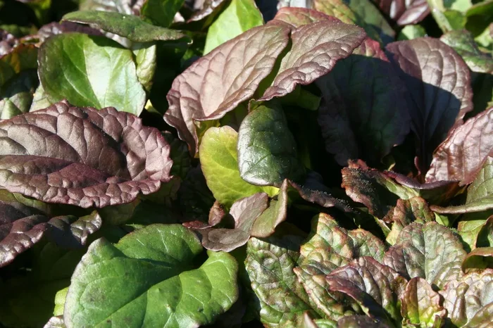 Ajuga reptans ‚Catlin’s Giant‘ (Günsel)