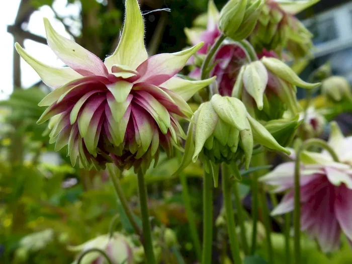 Akelei ‚Nora Barlow‘, Aquilegia vulgaris var. stellata ‚Nora Barlow‘