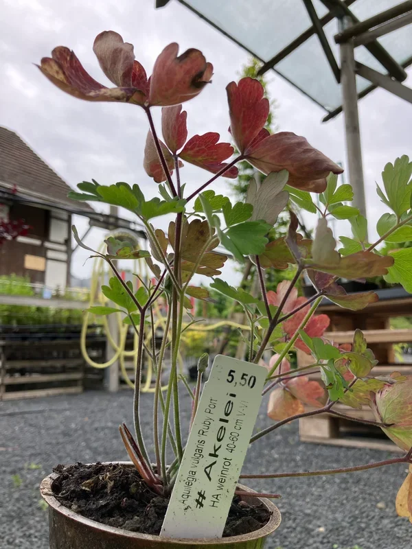 Akelei ‚Ruby Port‘