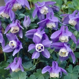 Akelei (Aquilegia flabellata ‚Ministar‘)