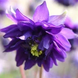 Akelei (Aquilegia vulgaris ‚Blue Barlow‘)