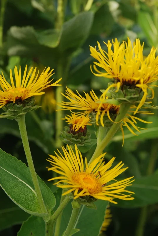 Alant – Inula helenium