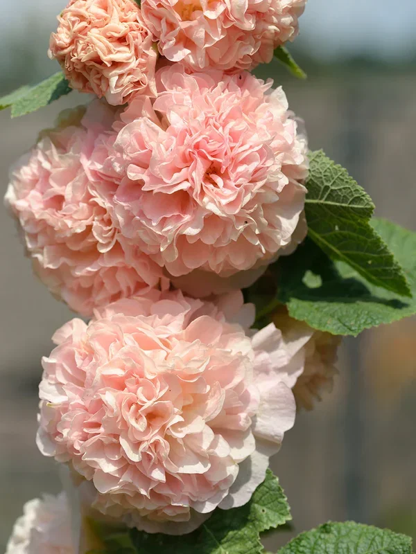 Alcea Chater’s Double Apricot (Stockrose)