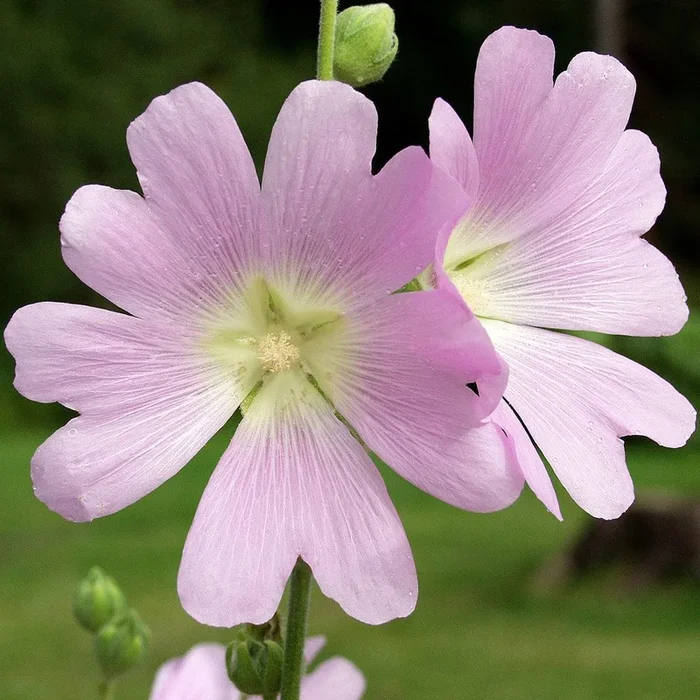Alcea pallida