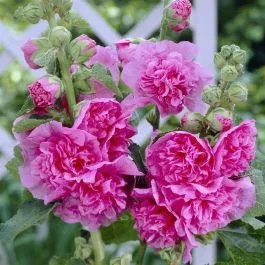 Alcea rosea double Pink 9 cm