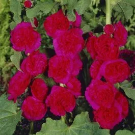 Alcea rosea double Red 9 cm