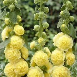Alcea rosea double Yellow 9 cm