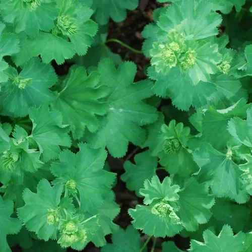 Alchemilla Epipsila