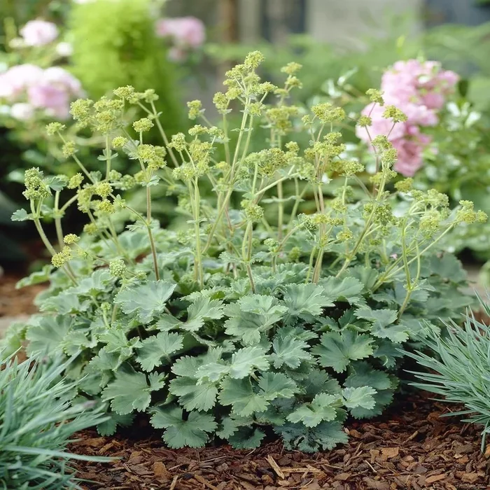 Alchemilla