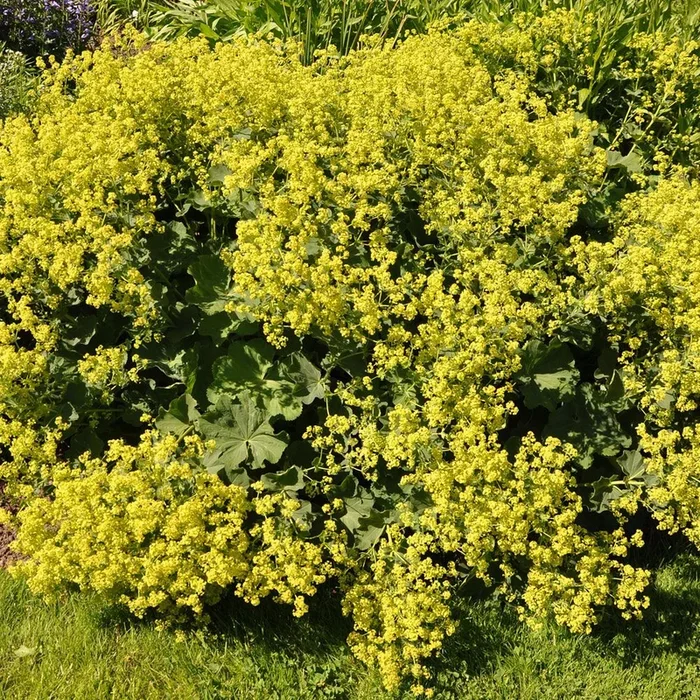 Alchemilla mollis